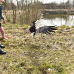 22.03.2023. Mstyczów. Myszołów, bocian i trzy jeże po rekonwalescencji wśród ludzi zostały dziś wypuszczone na wolność / Fot. Magdalena Galas-Klusek - Radio Kielce