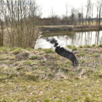 22.03.2023. Mstyczów. Myszołów, bocian i trzy jeże po rekonwalescencji wśród ludzi zostały dziś wypuszczone na wolność / Fot. Magdalena Galas-Klusek - Radio Kielce