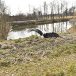 22.03.2023. Mstyczów. Myszołów, bocian i trzy jeże po rekonwalescencji wśród ludzi zostały dziś wypuszczone na wolność / Fot. Magdalena Galas-Klusek - Radio Kielce