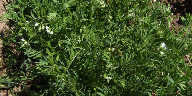 Soczewica jest warta uprawy - Radio Kielce