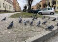 15.03.2023. Końskie. Rynek. Gołębie / Fot. Magdalena Galas-Klusek - Radio Kielce