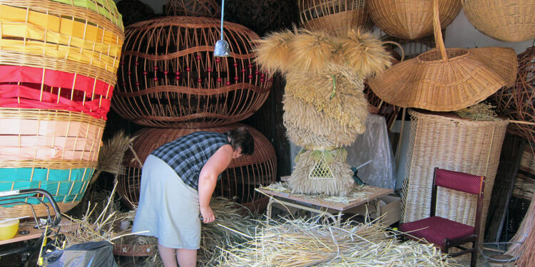 Zbiory wikliny na finiszu. Co to za roślina? - Radio Kielce