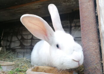 Ile kosztuje krowa, koza, kaczka czy królik w Świętokrzyskiem?  - Radio Kielce