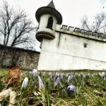 16.03.2023. Kielce. Krokusy w Parku Miejskim w Kielcach. Baszta "Plotkarka" / Fot. Jarosław Kubalski – Radio Kielce