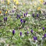 Wiosna nadchodzi, ale niezbyt szybkimi krokami - Radio Kielce 16.03.2023. Kielce. Krokusy w Parku Miejskim w Kielcach / Fot. Jarosław Kubalski – Radio Kielce