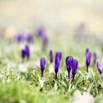 Wiosna nadchodzi, ale niezbyt szybkimi krokami - Radio Kielce 16.03.2023. Kielce. Krokusy w Parku Miejskim w Kielcach / Fot. Jarosław Kubalski – Radio Kielce