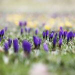 Wiosna nadchodzi, ale niezbyt szybkimi krokami - Radio Kielce 16.03.2023. Kielce. Krokusy w Parku Miejskim w Kielcach / Fot. Jarosław Kubalski – Radio Kielce