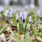 Wiosna nadchodzi, ale niezbyt szybkimi krokami - Radio Kielce 16.03.2023. Kielce. Krokusy w Parku Miejskim w Kielcach / Fot. Jarosław Kubalski – Radio Kielce
