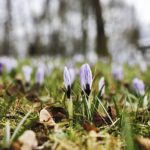 Wiosna nadchodzi, ale niezbyt szybkimi krokami - Radio Kielce 16.03.2023. Kielce. Krokusy w Parku Miejskim w Kielcach / Fot. Jarosław Kubalski – Radio Kielce