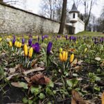 Wiosna nadchodzi, ale niezbyt szybkimi krokami - Radio Kielce 16.03.2023. Kielce. Krokusy w Parku Miejskim w Kielcach / Fot. Jarosław Kubalski – Radio Kielce