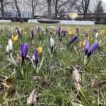 20.03.2023. Wiosna. W ogrodzie Radia Kielce zakwitły krokusy / Fot. Jarosław Kubalski – Radio Kielce