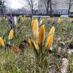 20.03.2023. Wiosna. W ogrodzie Radia Kielce zakwitły krokusy / Fot. Jarosław Kubalski – Radio Kielce