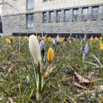 20.03.2023. Wiosna. W ogrodzie Radia Kielce zakwitły krokusy / Fot. Jarosław Kubalski – Radio Kielce