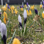 20.03.2023. Wiosna. W ogrodzie Radia Kielce zakwitły krokusy / Fot. Jarosław Kubalski – Radio Kielce