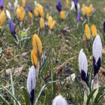 20.03.2023. Wiosna. W ogrodzie Radia Kielce zakwitły krokusy / Fot. Jarosław Kubalski – Radio Kielce