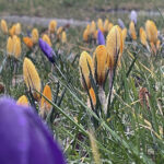 Marzec z temperaturami wczesnowiosennymi, a co nas czeka w święta?