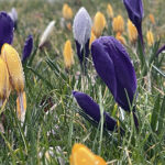 20.03.2023. Wiosna. W ogrodzie Radia Kielce zakwitły krokusy / Fot. Jarosław Kubalski – Radio Kielce