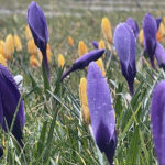 20.03.2023. Wiosna. W ogrodzie Radia Kielce zakwitły krokusy / Fot. Jarosław Kubalski – Radio Kielce