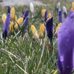 20.03.2023. Wiosna. W ogrodzie Radia Kielce zakwitły krokusy / Fot. Jarosław Kubalski – Radio Kielce