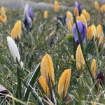 20.03.2023. Wiosna. W ogrodzie Radia Kielce zakwitły krokusy / Fot. Jarosław Kubalski – Radio Kielce