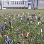 20.03.2023. Wiosna. W ogrodzie Radia Kielce zakwitły krokusy / Fot. Jarosław Kubalski – Radio Kielce