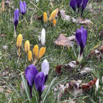 20.03.2023. Wiosna. W ogrodzie Radia Kielce zakwitły krokusy / Fot. Jarosław Kubalski – Radio Kielce