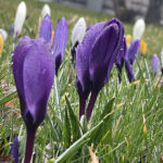 20.03.2023. Wiosna. W ogrodzie Radia Kielce zakwitły krokusy / Fot. Jarosław Kubalski – Radio Kielce