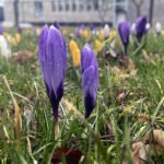 20.03.2023. Wiosna. W ogrodzie Radia Kielce zakwitły krokusy / Fot. Jarosław Kubalski – Radio Kielce