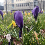 20.03.2023. Wiosna. W ogrodzie Radia Kielce zakwitły krokusy / Fot. Jarosław Kubalski – Radio Kielce