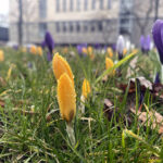 20.03.2023. Wiosna. W ogrodzie Radia Kielce zakwitły krokusy / Fot. Jarosław Kubalski – Radio Kielce
