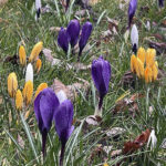 20.03.2023. Wiosna. W ogrodzie Radia Kielce zakwitły krokusy / Fot. Jarosław Kubalski – Radio Kielce