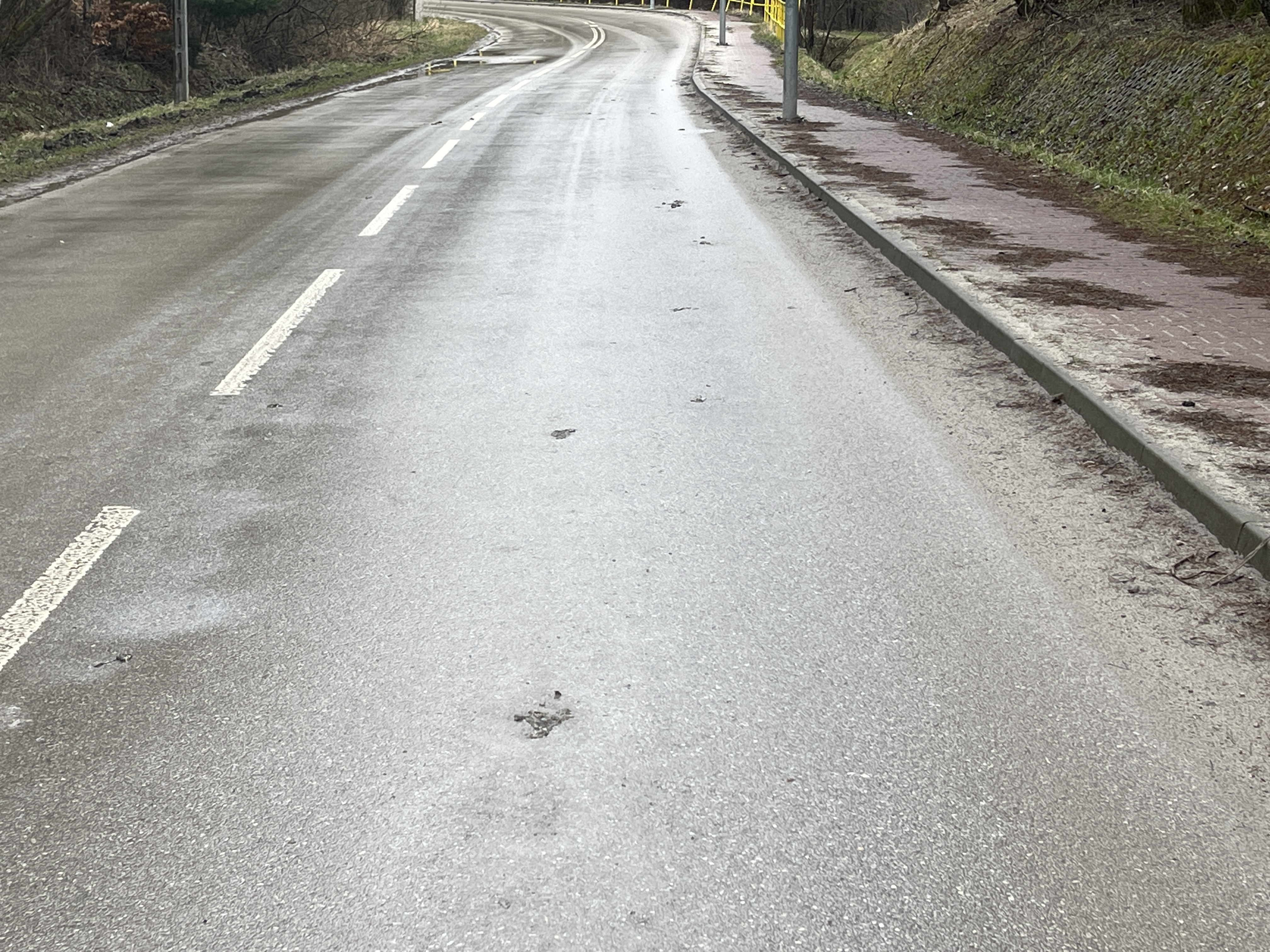 Setki żab ginie pod kołami. Znaki drogowe nie wystarczają