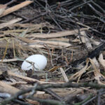 24.03.2023. Złota. Ptasi Azyl „Ptakolub”. Balbina, samica bociana, złożyła jajo / Fot. Marta Gajda-Kruk