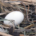 24.03.2023. Złota. Ptasi Azyl „Ptakolub”. Balbina, samica bociana, złożyła jajo / Fot. Marta Gajda-Kruk