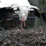 24.03.2023. Złota. Ptasi Azyl „Ptakolub”. Balbina, samica bociana, złożyła jajo / Fot. Marta Gajda-Kruk