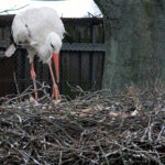 24.03.2023. Złota. Ptasi Azyl „Ptakolub”. Balbina, samica bociana, złożyła jajo / Fot. Marta Gajda-Kruk