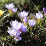 01.03.2023. Kielce. Krokusy / Fot. Wiktor Taszłow – Radio Kielce