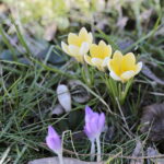 01.03.2023. Kielce. Krokusy / Fot. Wiktor Taszłow – Radio Kielce