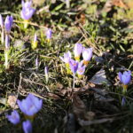 01.03.2023. Kielce. Krokusy / Fot. Wiktor Taszłow – Radio Kielce