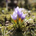 01.03.2023. Kielce. Krokusy / Fot. Wiktor Taszłow – Radio Kielce