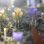 01.03.2023. Kielce. Krokusy / Fot. Wiktor Taszłow – Radio Kielce