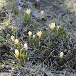 01.03.2023. Kielce. Krokusy / Fot. Wiktor Taszłow – Radio Kielce