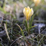 01.03.2023. Kielce. Krokusy / Fot. Wiktor Taszłow – Radio Kielce