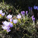 01.03.2023. Kielce. Krokusy / Fot. Wiktor Taszłow – Radio Kielce