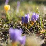 01.03.2023. Kielce. Krokusy / Fot. Wiktor Taszłow – Radio Kielce