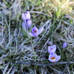 01.03.2023. Kielce. Krokusy / Fot. Wiktor Taszłow – Radio Kielce