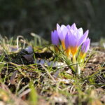 01.03.2023. Kielce. Krokusy / Fot. Wiktor Taszłow – Radio Kielce