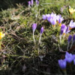 01.03.2023. Kielce. Krokusy / Fot. Wiktor Taszłow – Radio Kielce