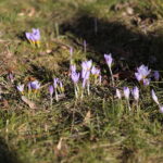 01.03.2023. Kielce. Krokusy / Fot. Wiktor Taszłow – Radio Kielce