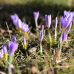 01.03.2023. Kielce. Krokusy / Fot. Wiktor Taszłow – Radio Kielce